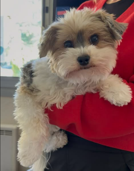 Photo de chien